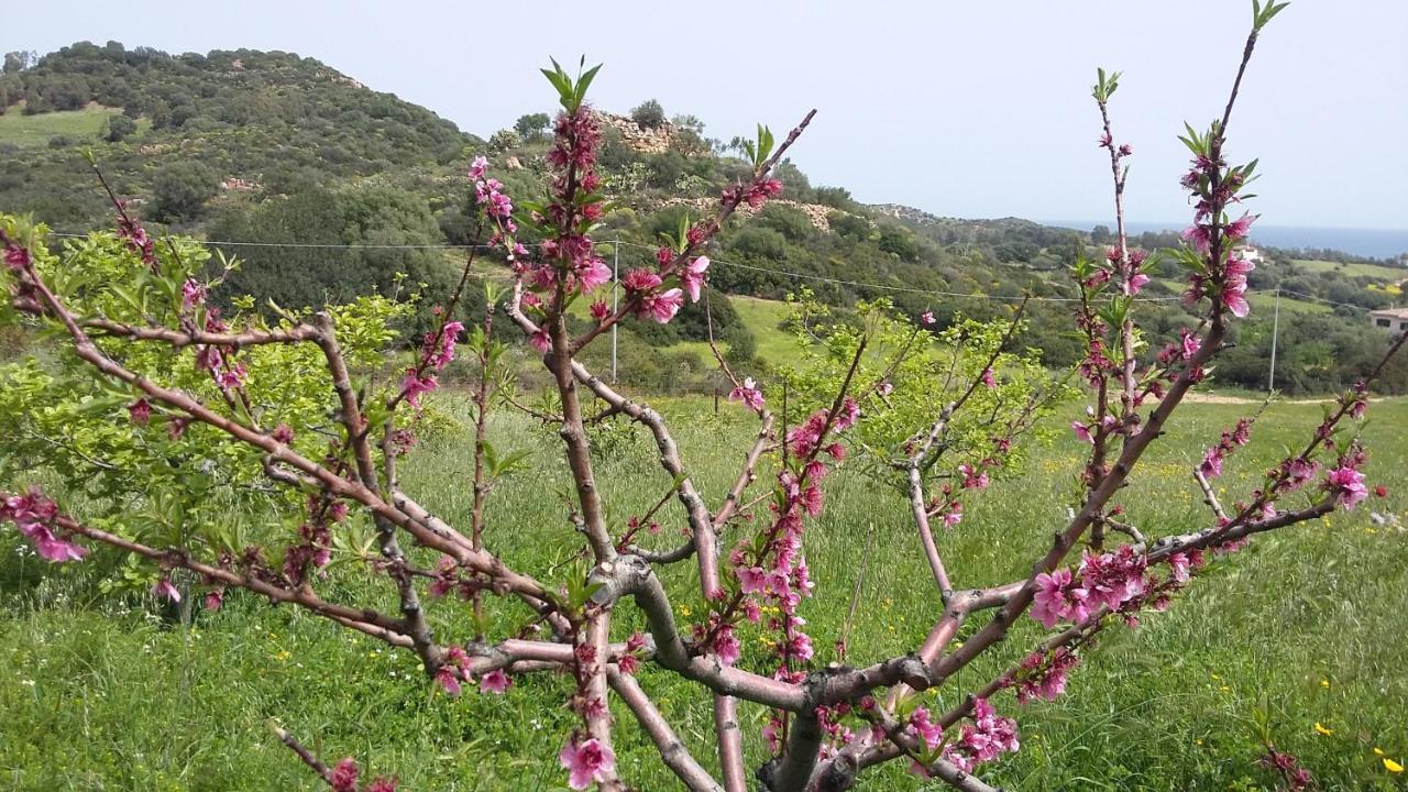 La Casetta Rosa 테르테니아 외부 사진